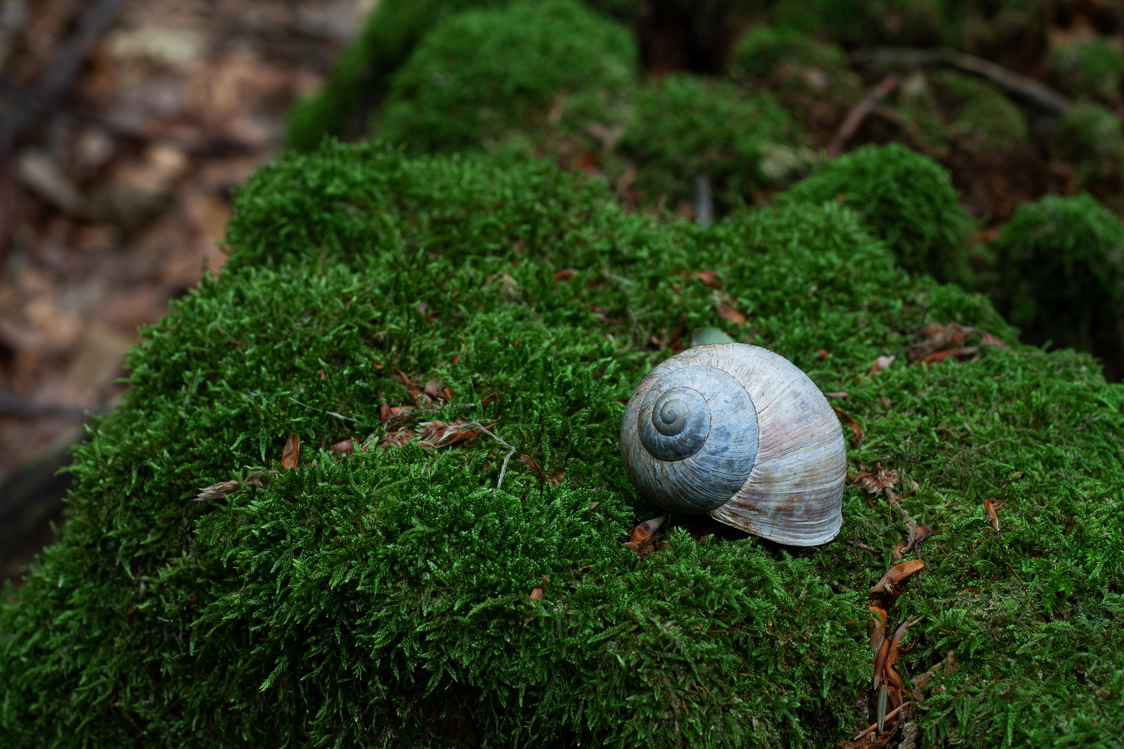 Haus im Wald