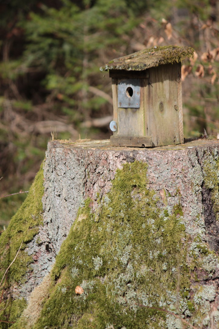 Haus im Wald