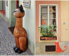 Haus-Katzen