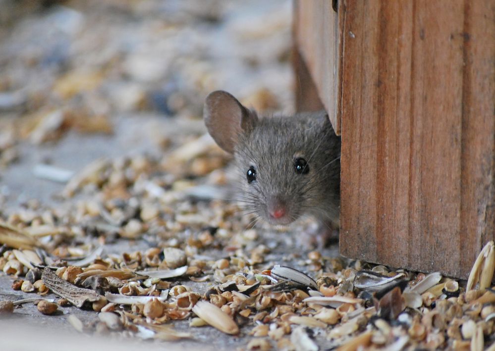 Haus Maus Foto & Bild tiere, natur Bilder auf