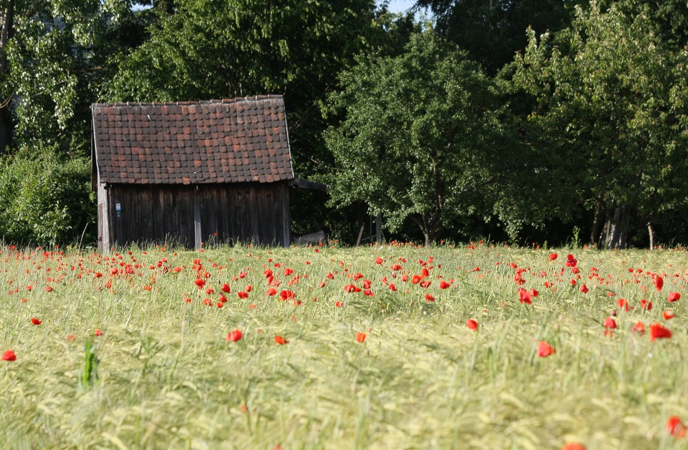 Haus mit bestem "Mohnklima"