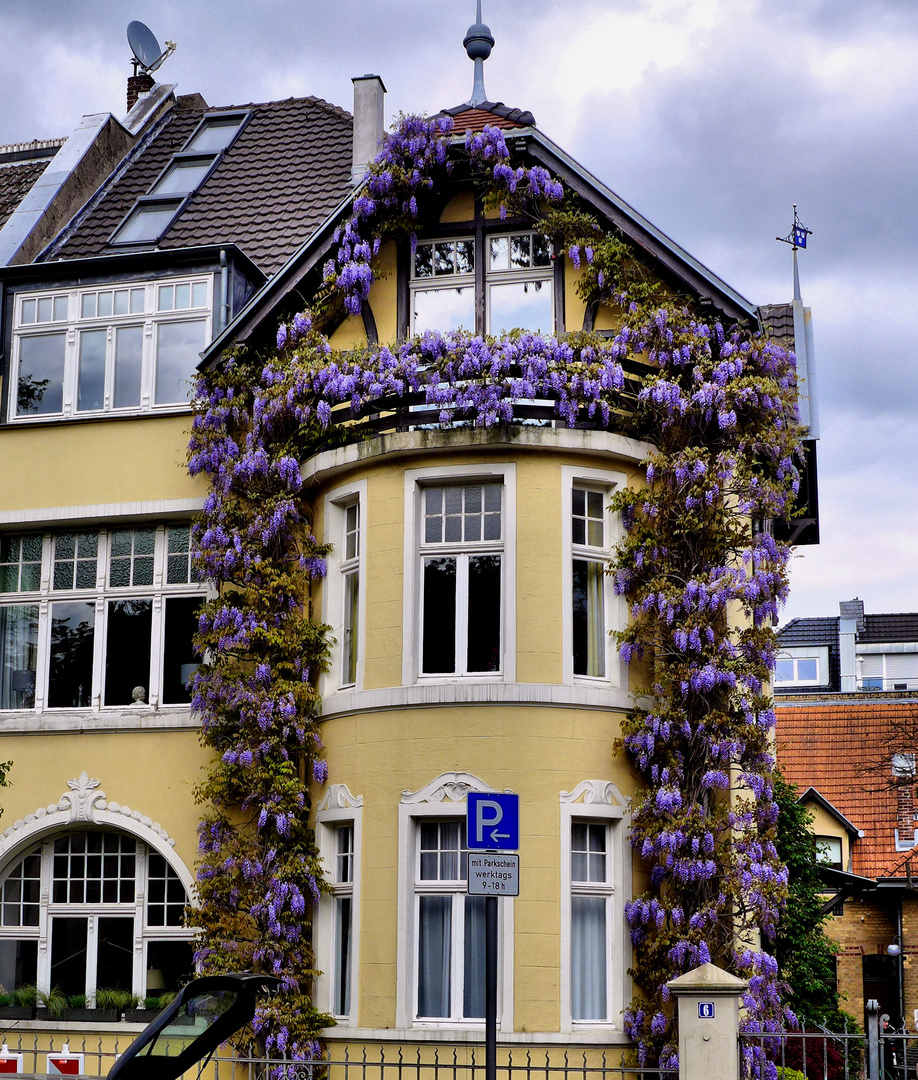 Haus mit blühenden Glycinien  