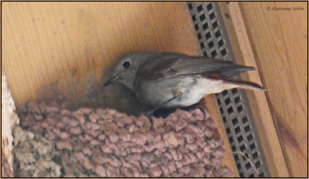 Haus-Nest-Besetzung...