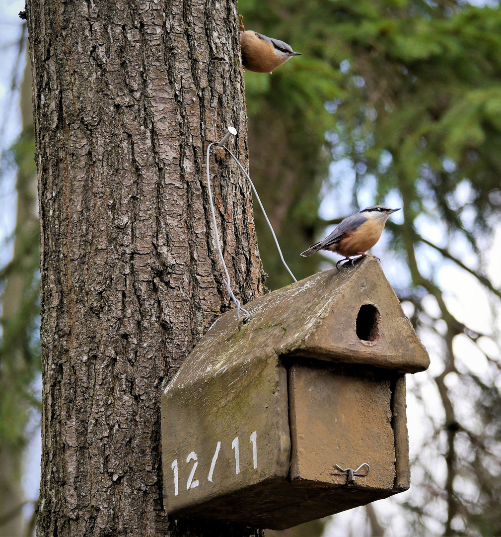 Haus Nr. 12/11 hat die schöne Vogelvilla