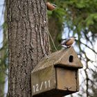 Haus Nr. 12/11 hat die schöne Vogelvilla