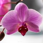 Haus Orchide