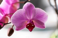 Haus Orchide