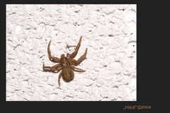 HAUS-Spinne