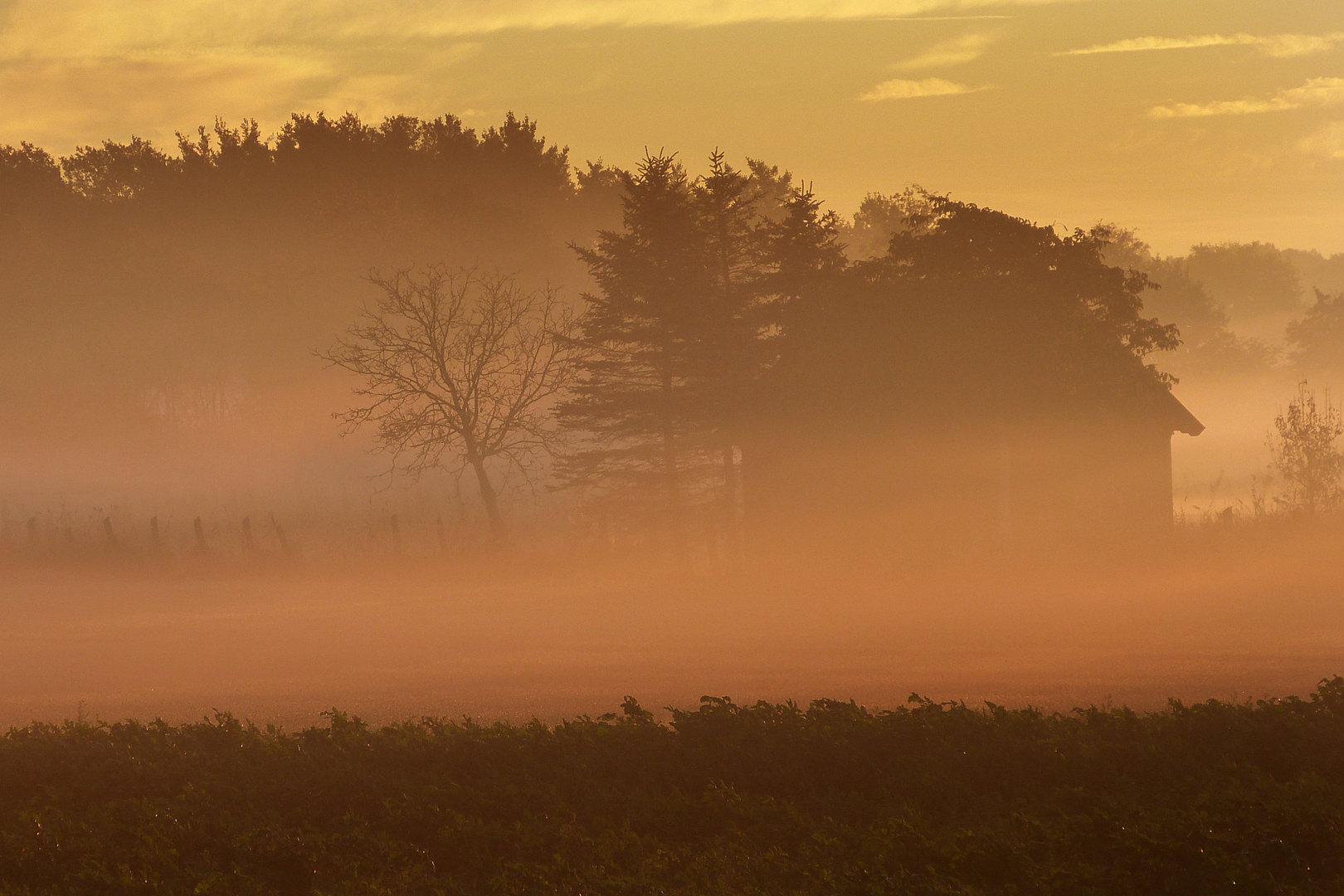 Haus und Bäume im Morgennebel