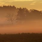 Haus und Bäume im Morgennebel