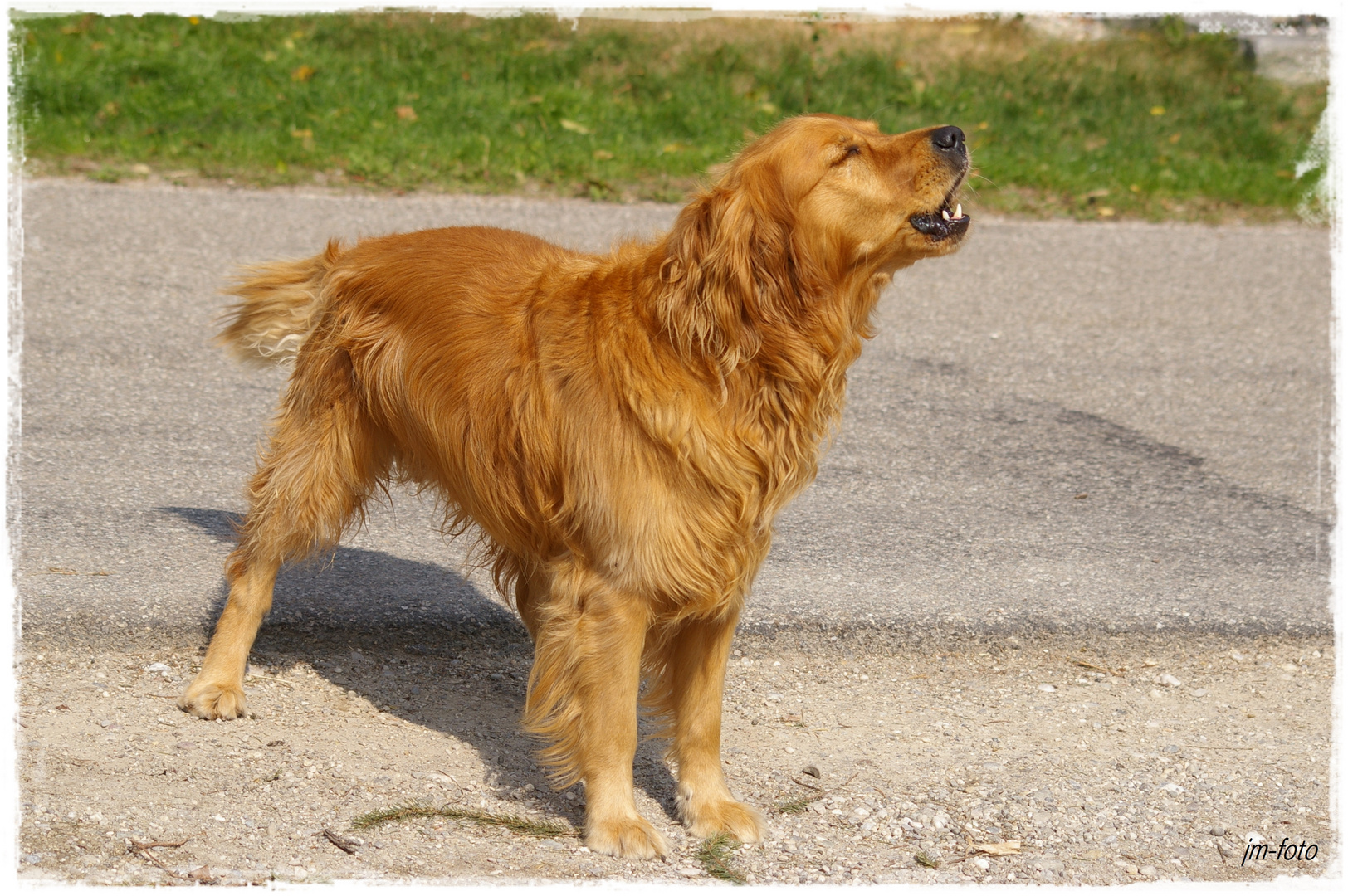 Haus Und Hofhund Foto Bild Tiere Haustiere Hunde Bilder Auf