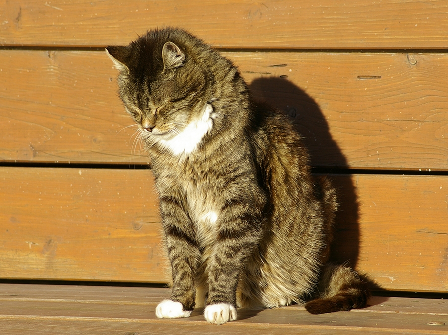 Haus -und Hofkater beim "Drömmeln"