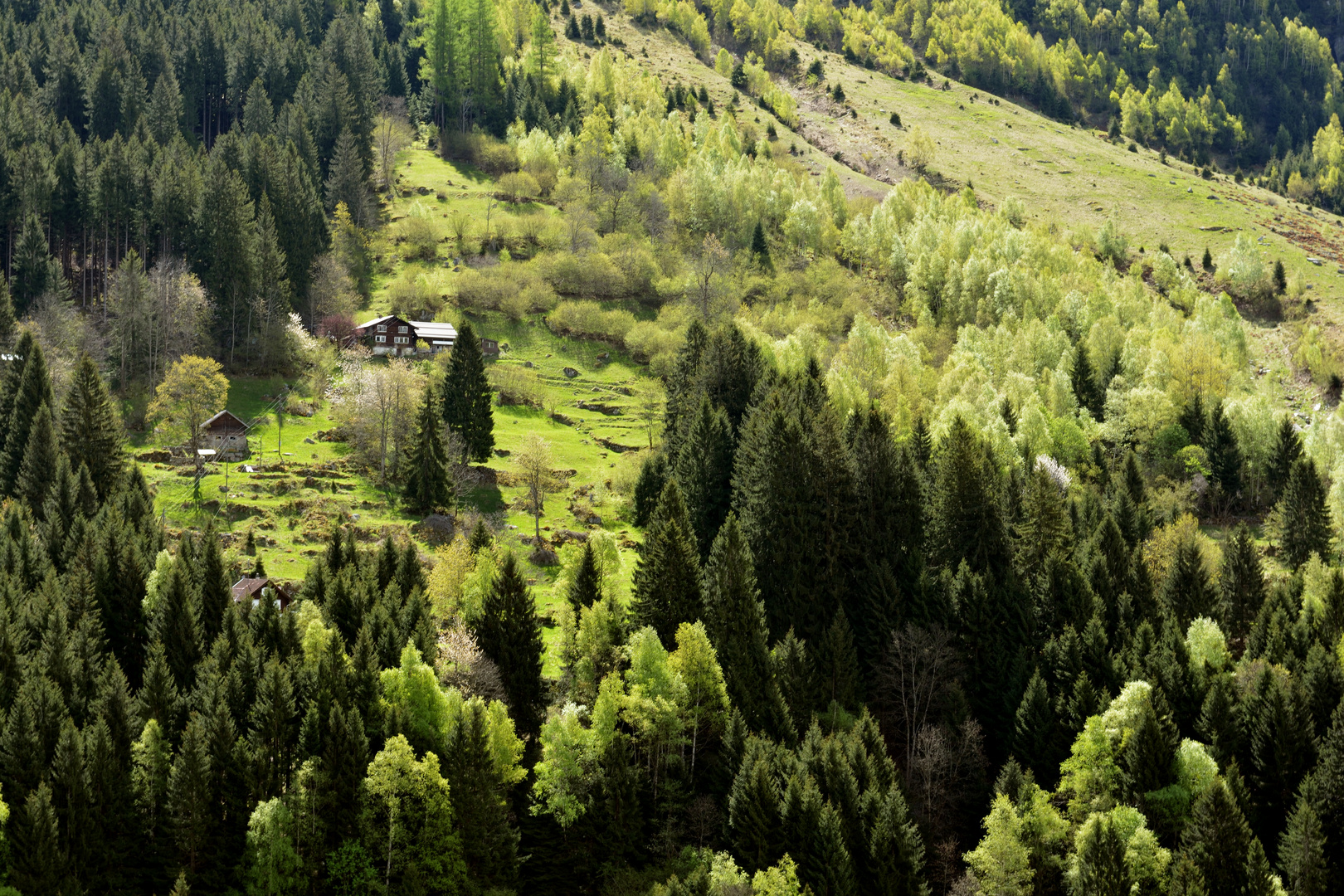 Haus und Wald über der Gotthardroute bei Wassen