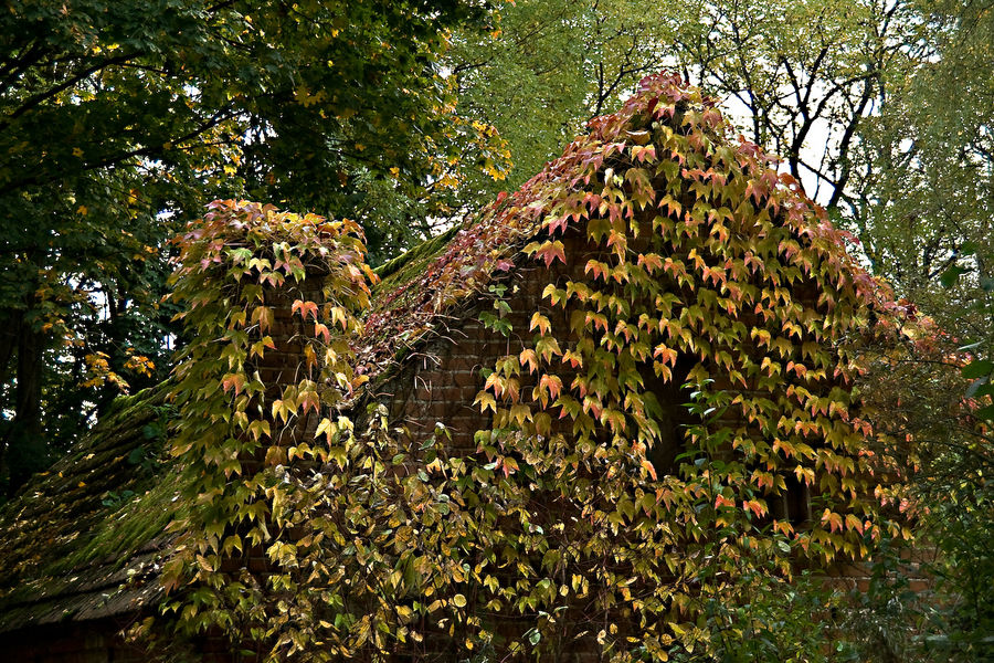 Haus unter Blättern