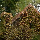 Haus unter Blättern