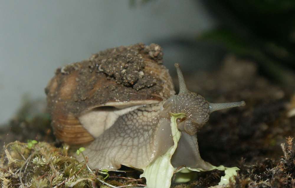 Haus-Weinbergschnecke (Helix pomatia domestica) I