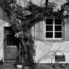 "Haus zum Baum"
