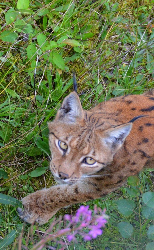 Haus Zur Wildnis Zwiesel Foto Bild Natur Tiere Wildlife