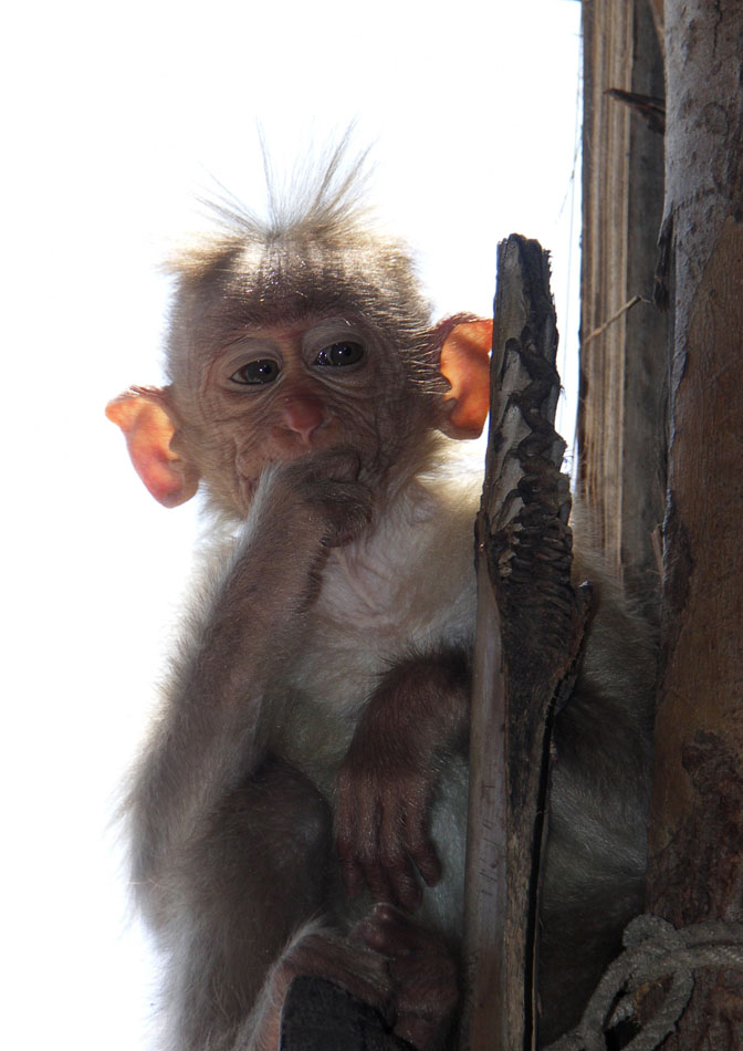 Hausaffe Foto Bild Tiere Haustiere Sonstige Bilder Auf