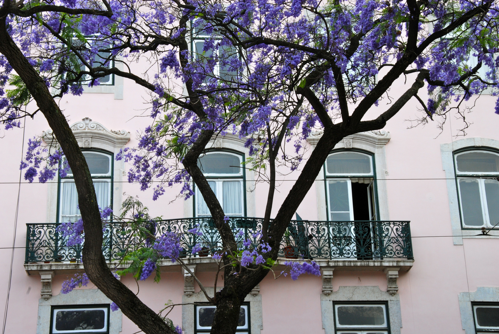 Hausansicht mit Jacarandabäumen