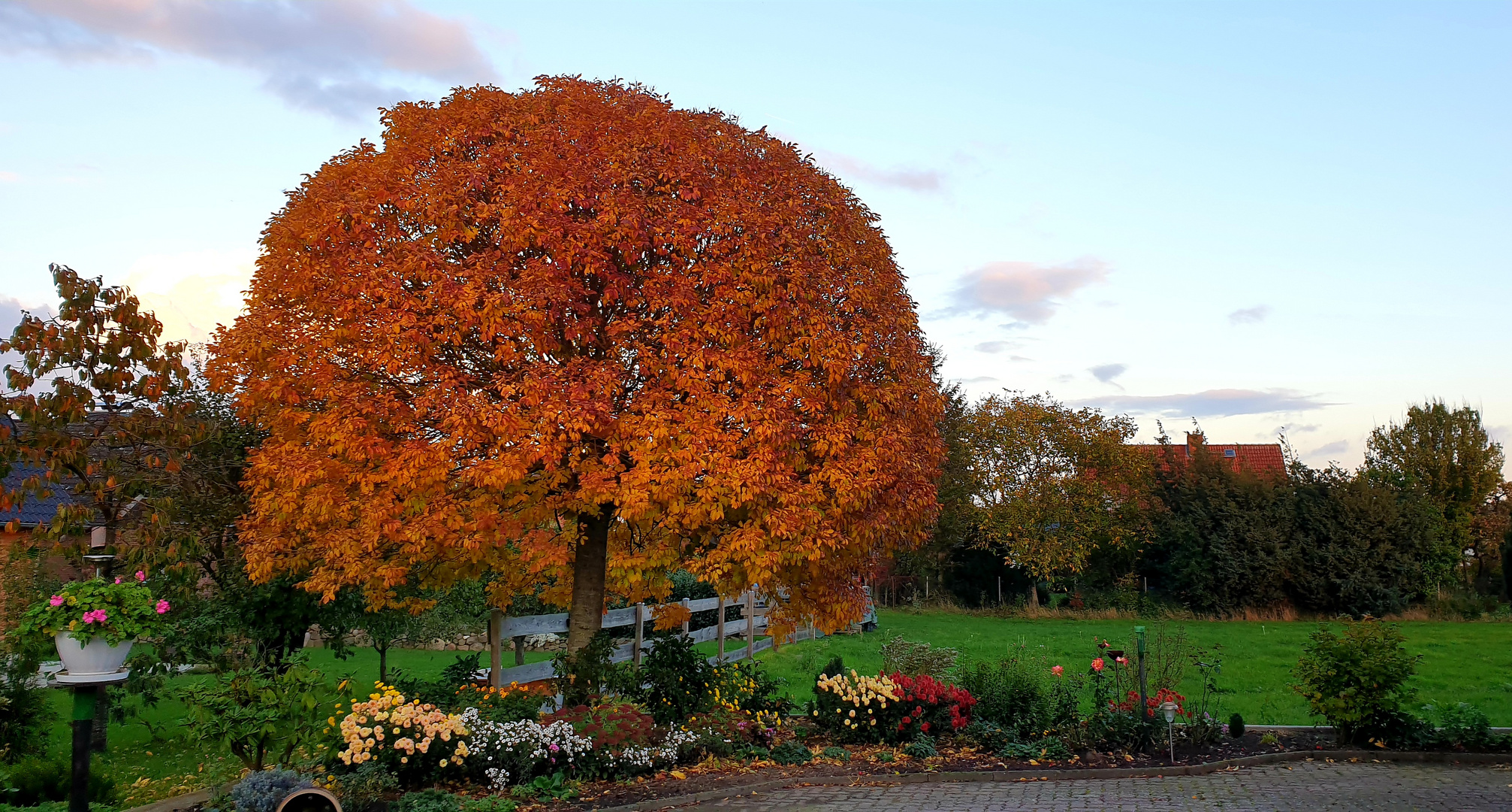 "Hausbaum"  