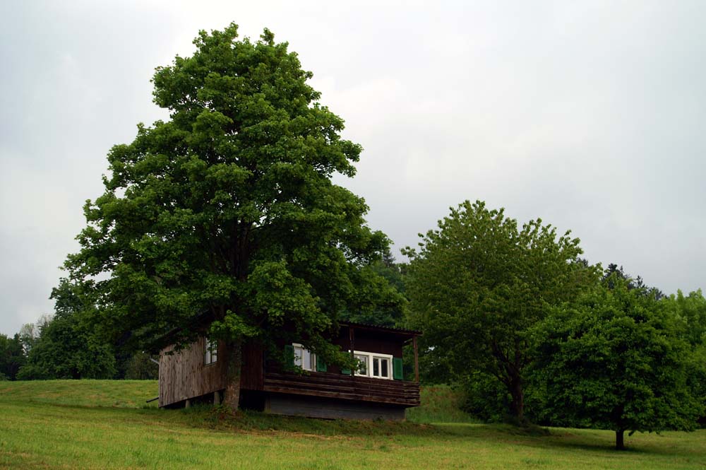 Hausbaum oder Baumhaus ----