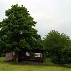 Hausbaum oder Baumhaus ----