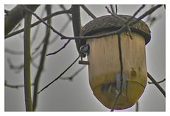 Hausbesetzer ; Blaumeise bereitet das Nest vor.