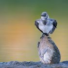 Hausbesetzer ... Junge Bachstelze | Motacilla alba...