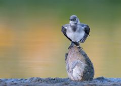 Hausbesetzer ... Junge Bachstelze | Motacilla alba...