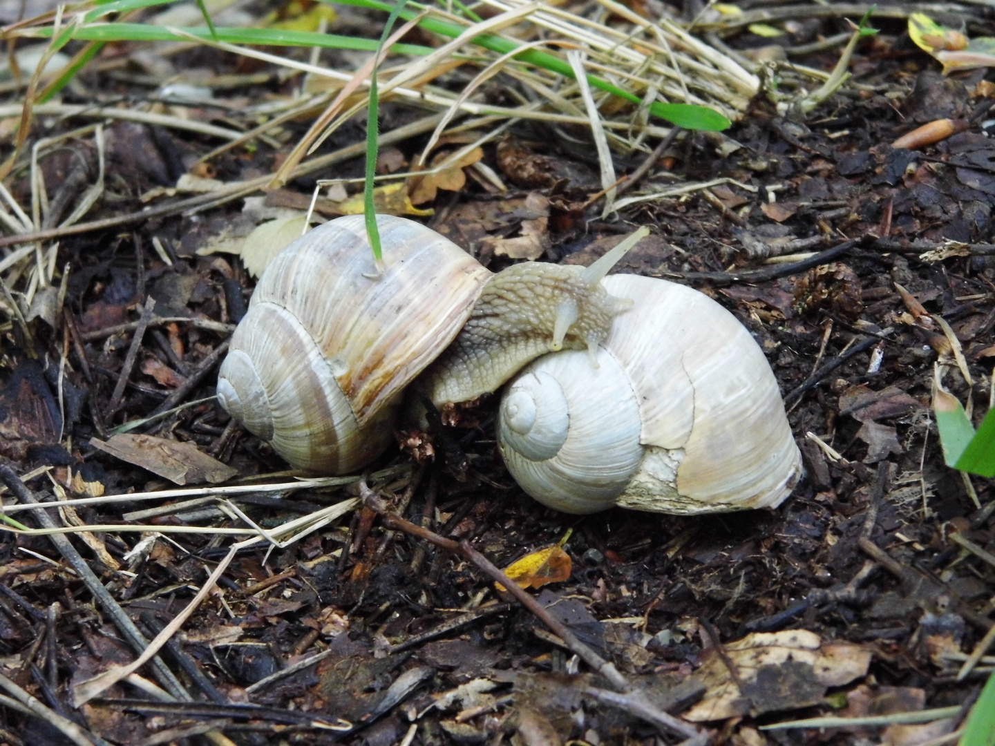 "Hausbesetzung"