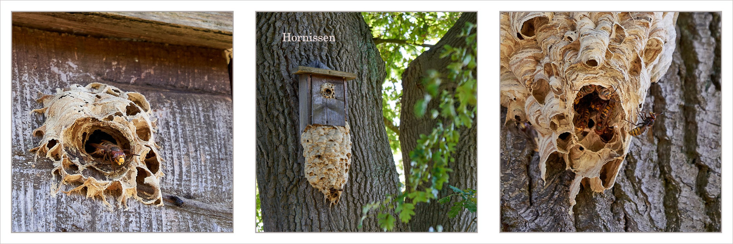 Hausbesetzung mit Anbau.