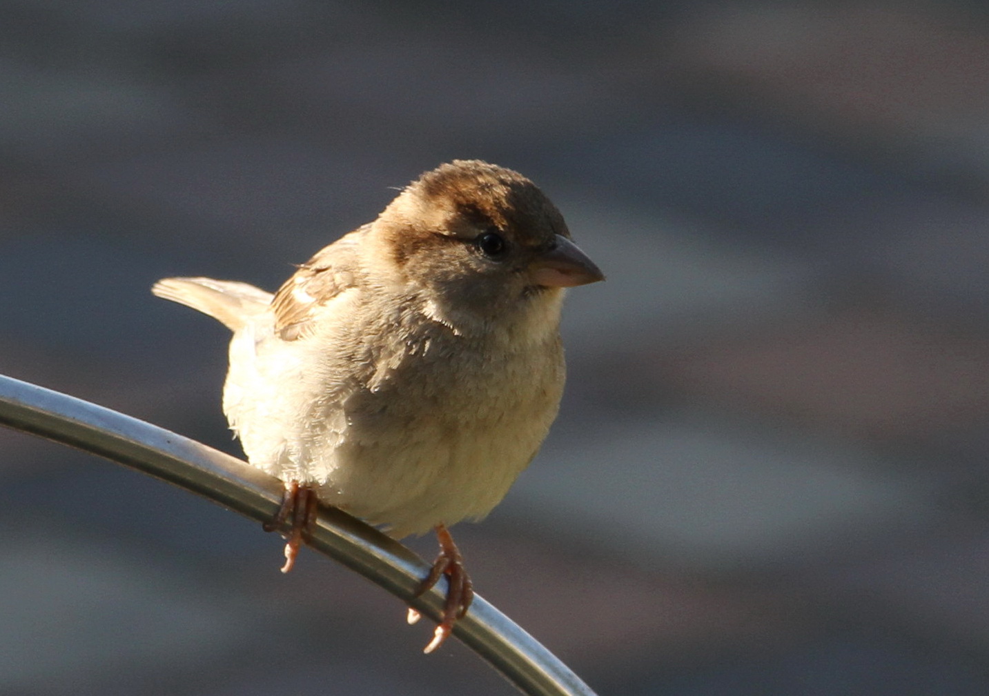 Hausbesuch