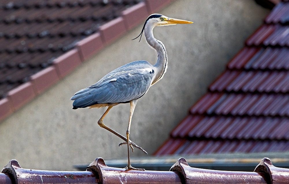 "Hausbesuch".