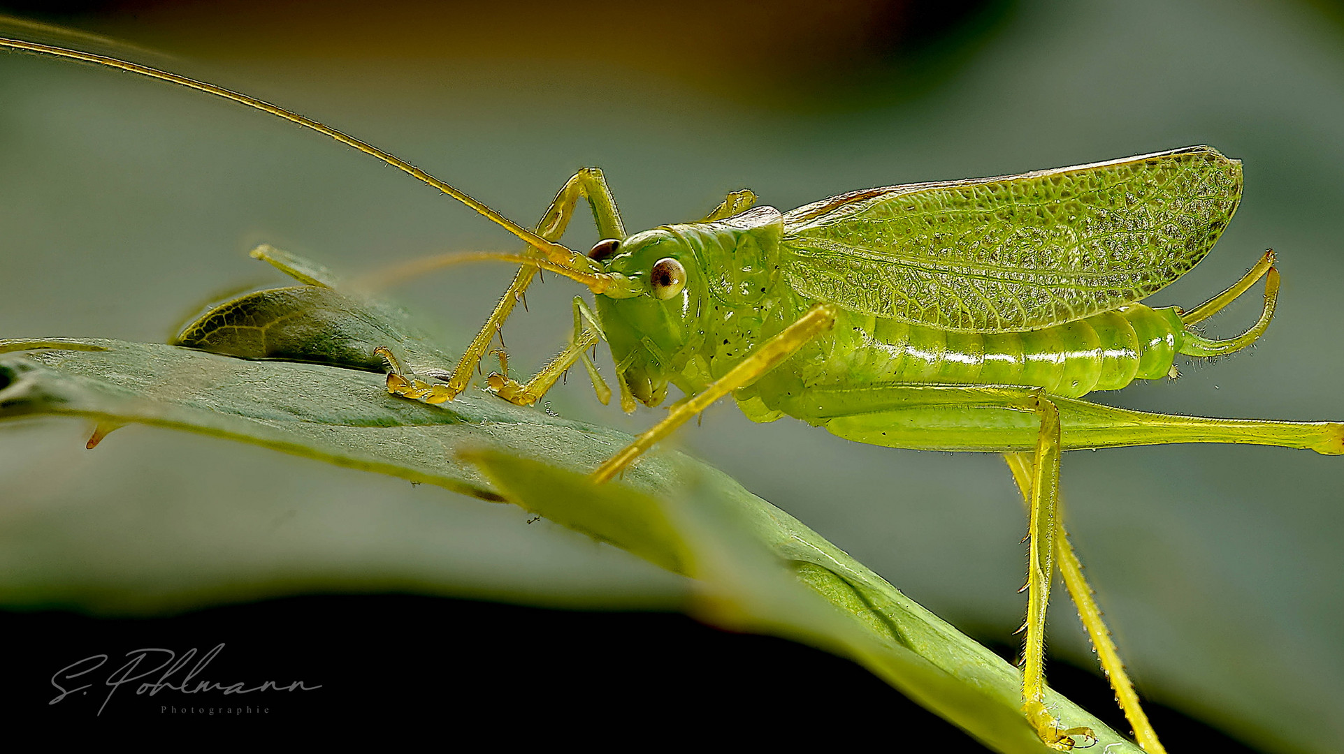 Hausbesuch