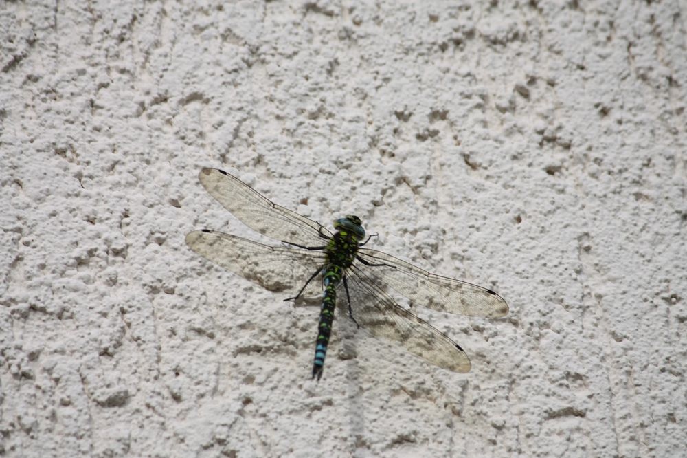 Hausbesuch von Frau Libelle