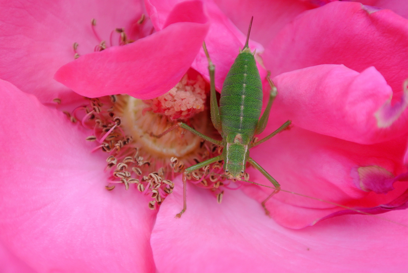 hauschrecke auf rose