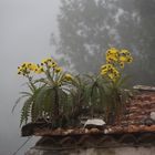 Hausdach mit El Hierro Distel (Detail)