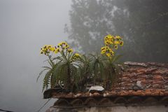 Hausdach mit El Hierro Distel (Detail)