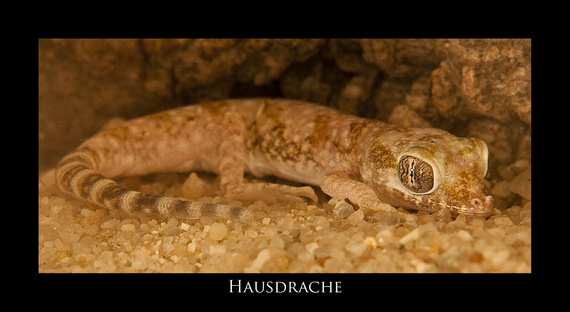 Hausdrache