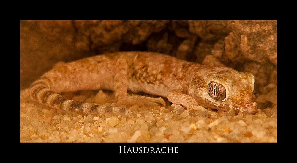 Hausdrache