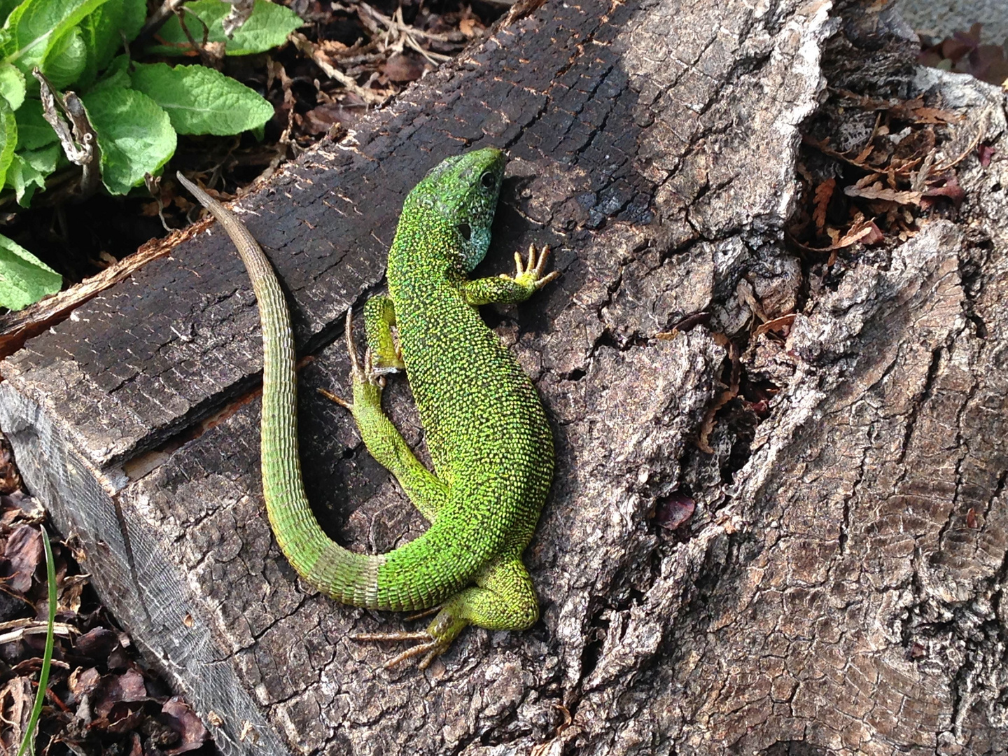 "Hausdrache" im Garten