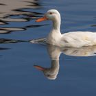 Hausente (Anas platyrhynchos domesticus)