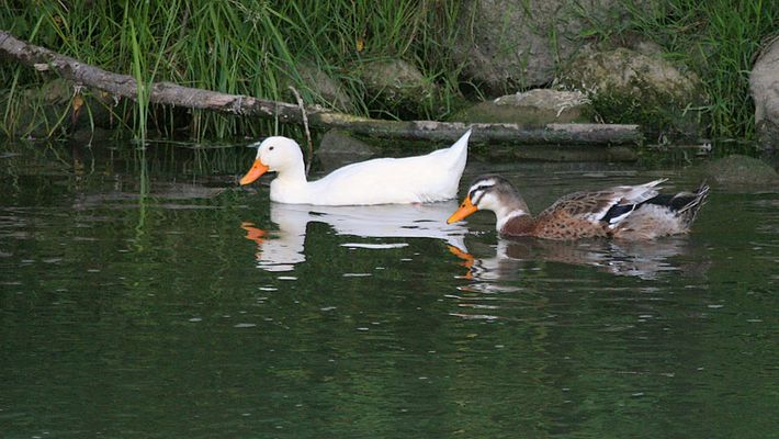 Hausente sucht Anschluß II