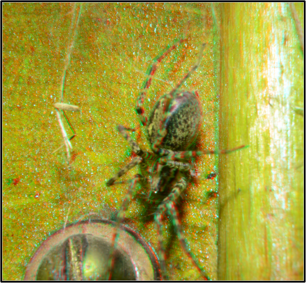 Haus(Freund)Spinne