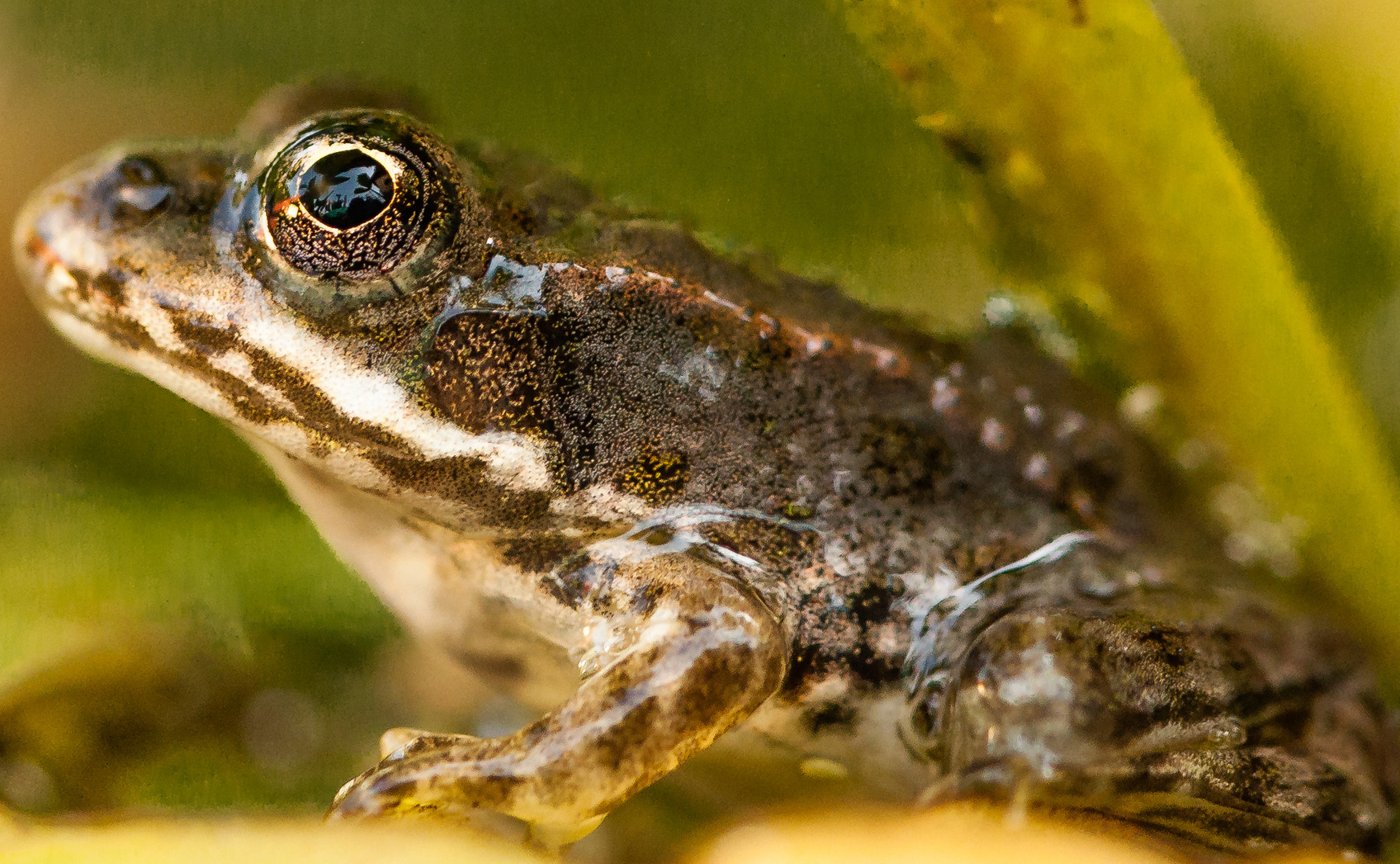 hausfrosch gregy:)