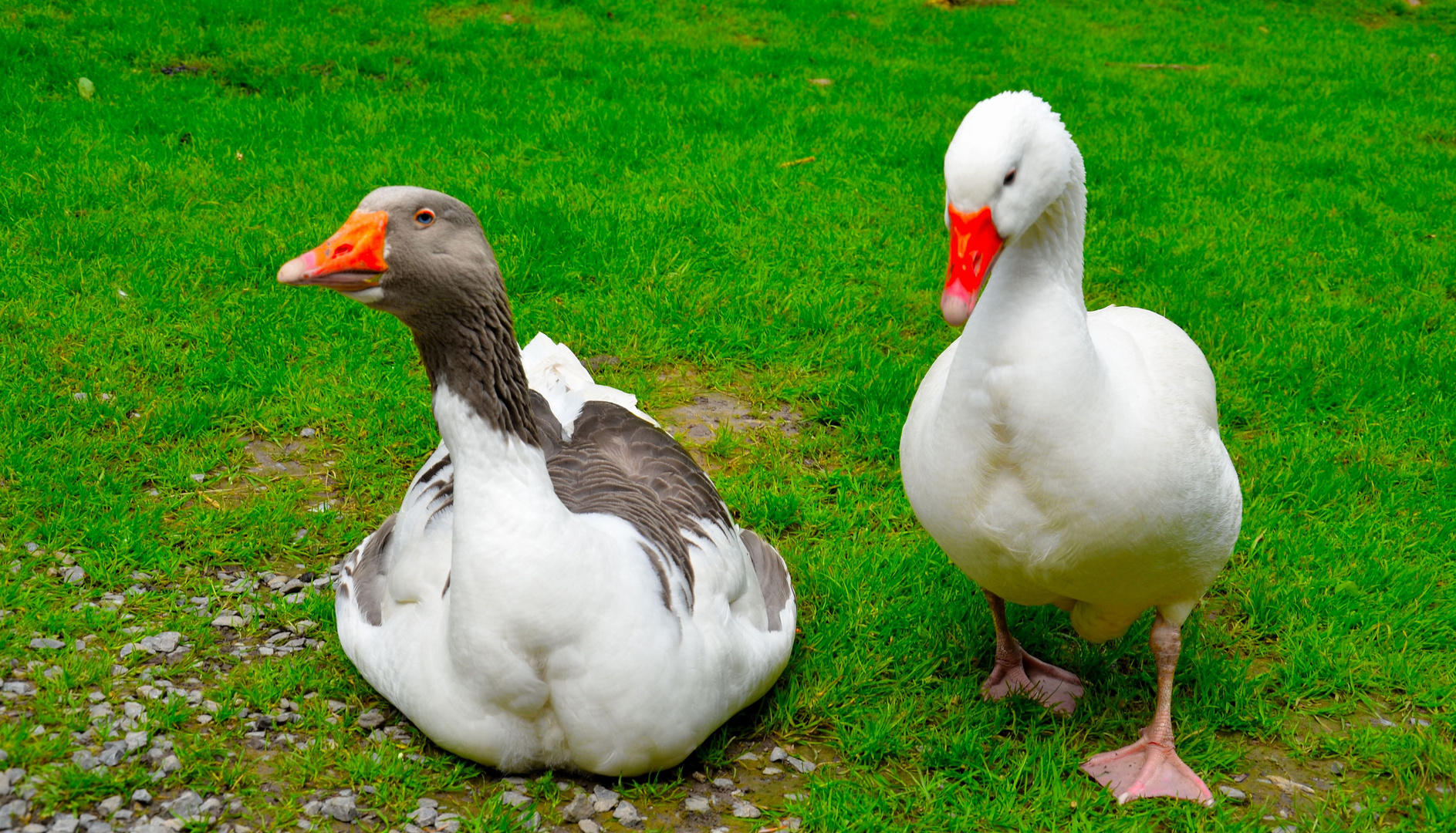 Hausgans im Streichel/Tierpark Bretten