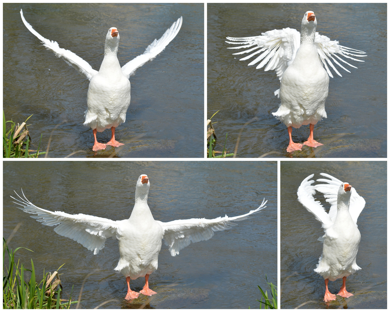 Hausgans Martin bem Tai Chi