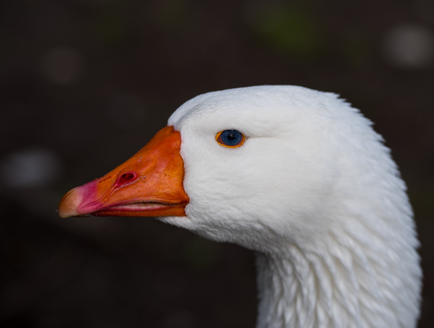 Hausgans mit wunderschönen blauen Augen.