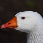 Hausgans mit wunderschönen blauen Augen.